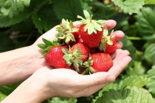 4248238_14 (538x359, 39Kb)