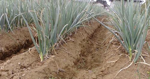 ÐšÐÑ€Ñ‚Ð¸Ð½ÐºÐ¸ Ð¿Ð¾ ÐÐÐ¿Ñ€Ð¾ÑÑƒ Ð²Ñ‹Ñ€ÐÑ‰Ð¸Ð²ÐÐ½Ð¸Ð ÐÑƒÐºÐ Ð½Ð Ð³Ñ€ÐÐÐ½Ð