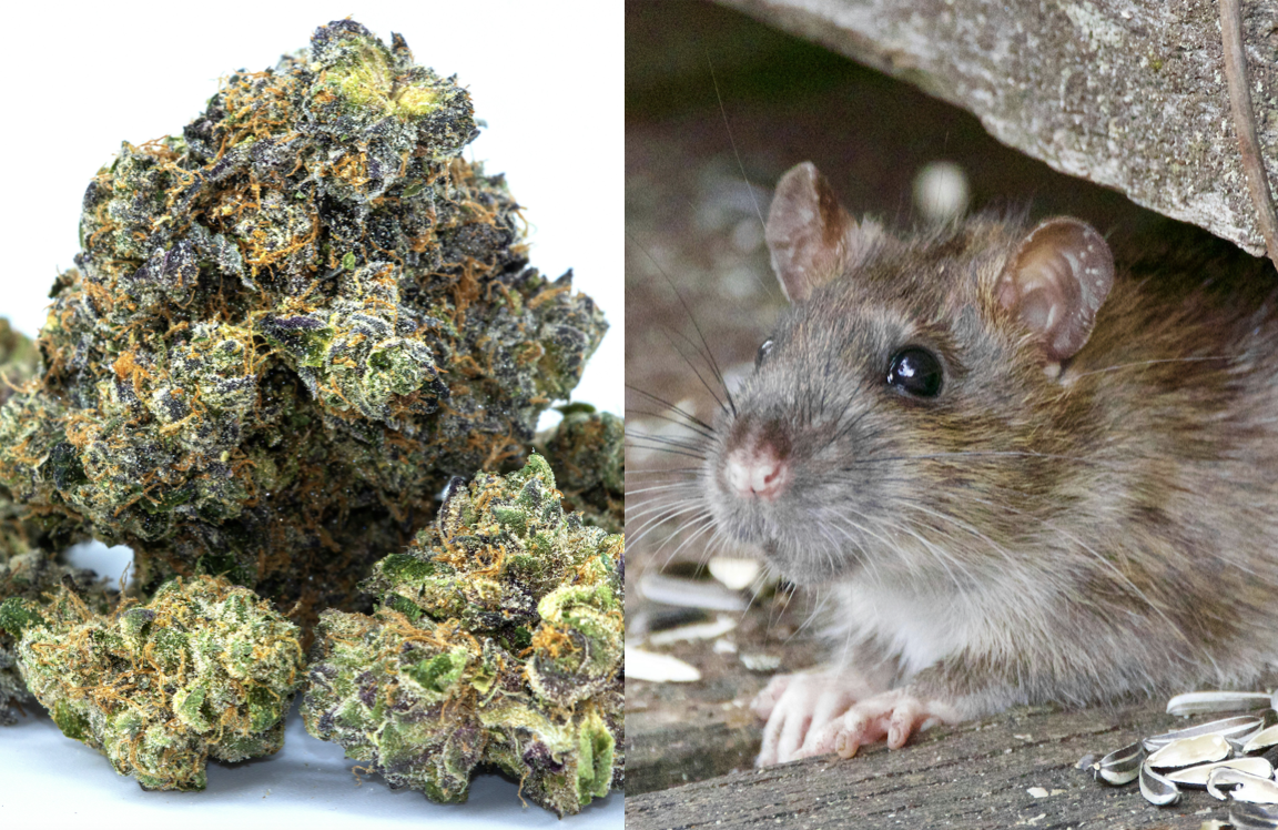 News - New Orleans Rats Get High On Marijuana, And More Of The Week's Weirdest World News Mailservice?url=https%3A%2F%2Fcdn.digg.com%2Fsubmitted-links%2F1710408658-cVFU68EJwr