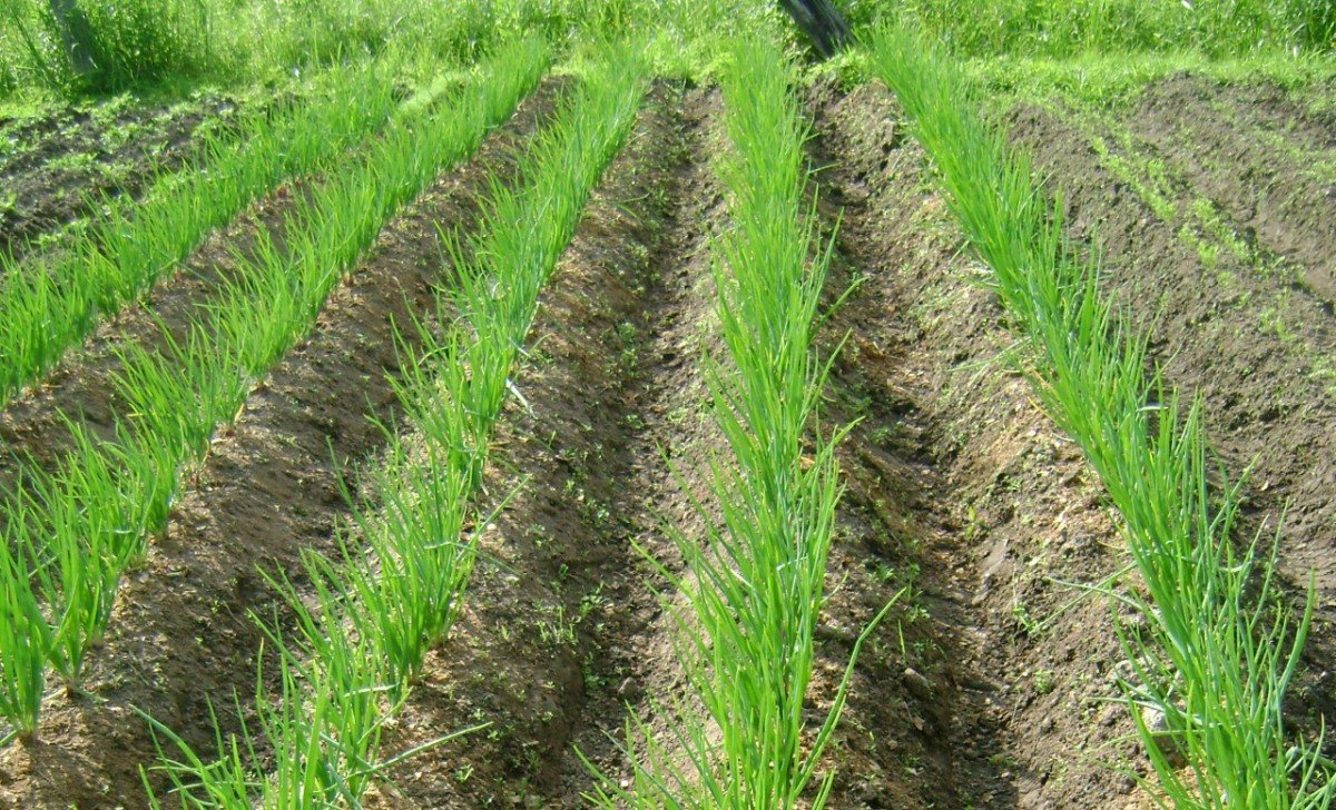 ÐšÐÑ€Ñ‚Ð¸Ð½ÐºÐ¸ Ð¿Ð¾ ÐÐÐ¿Ñ€Ð¾ÑÑƒ Ð²Ñ‹Ñ€ÐÑ‰Ð¸Ð²ÐÐ½Ð¸Ð ÐÑƒÐºÐ Ð½Ð Ð³Ñ€ÐÐÐ½Ð