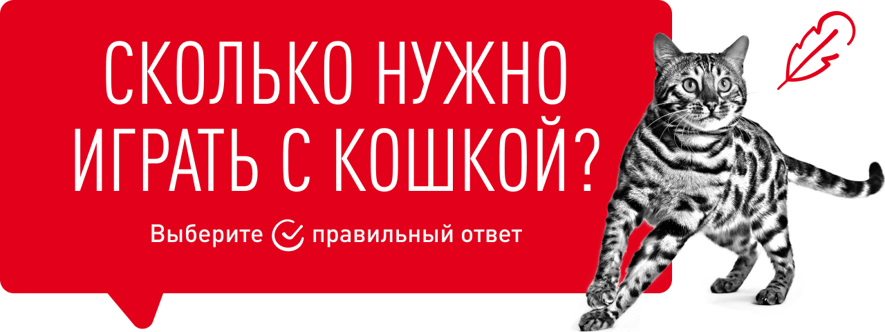 Сколько нужно играть с кошкой?