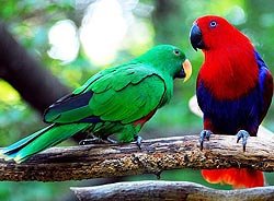Parrot - Благородные попугаи.