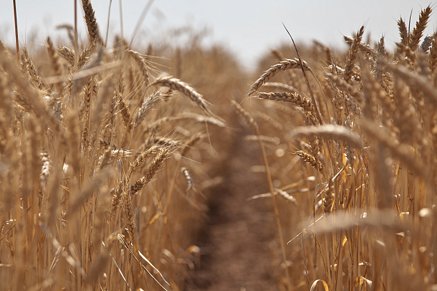 Волгоградские аграрии собрали больше 2,6 миллиона тонн зерна