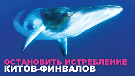 Свобода для китов-финвалов