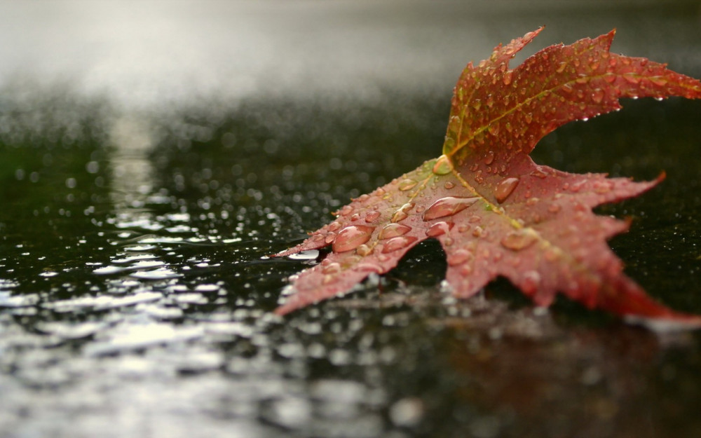 Шедевры поэзии - Страница 2 Mailservice?url=https%3A%2F%2Fc3.emosurf.com%2F0005aL00jcJq0g8%2FNature___Seasons___Autumn_Autumn_leaf_lying_in_the_rain_094986_