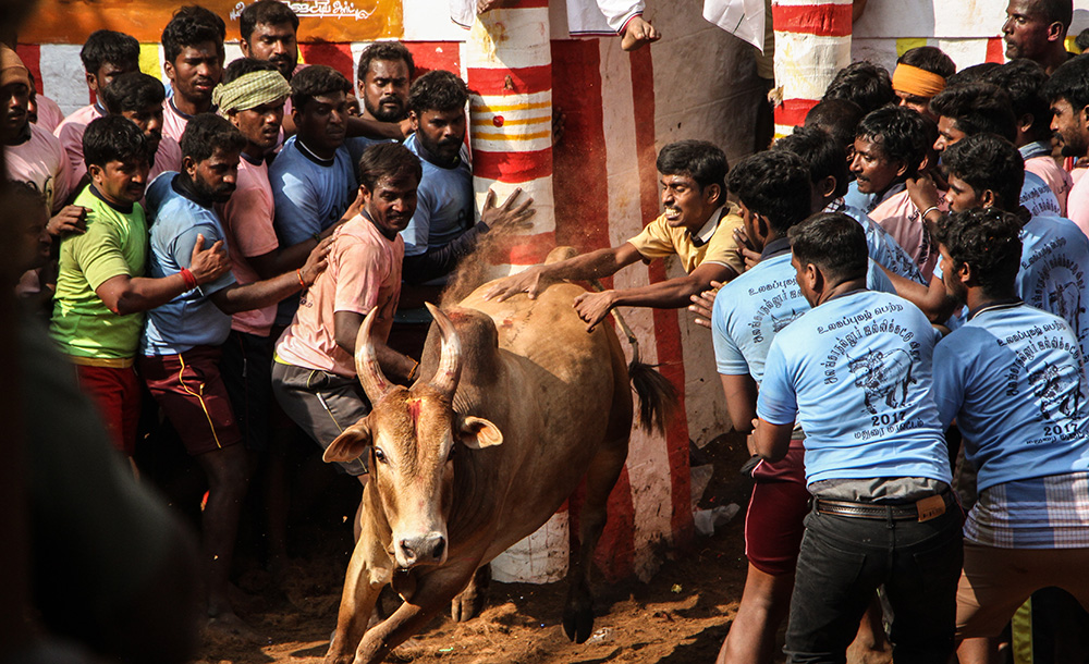 A bull succeeds in running past the players at Alanganallur. In the game of jallikattu, a bull is released from into a playing arena, and the player is supposed to hold onto its hump for a predetermined distance to win the game. If the bull manages to run past all the players, the bull wins and its owner get the prize.