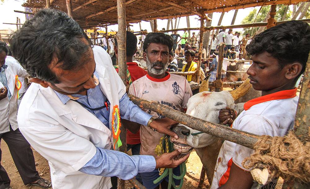A veterinary doctor inspects a bull’s teeth to make sure it is not too young for the sport. Jallikattu has evolved over time to incorporate several regulations and checks: all the bulls must undergo health checkups to ensure that they aren’t injured, tortured or fed alcohol to make them fierce (an allegation made by animal rights activists).