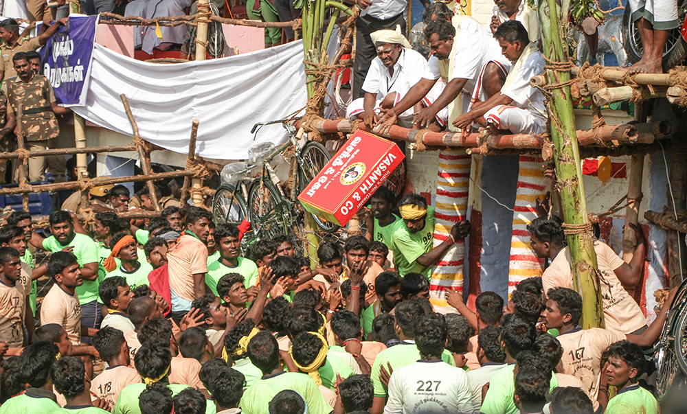 An LED television is given as a prize at Alanganallur. As the sport has grown over the years, so have the prizes – organisers now tap sponsors to arrange expensive prizes, including sometimes cars and bikes, for the winning bull tamers.