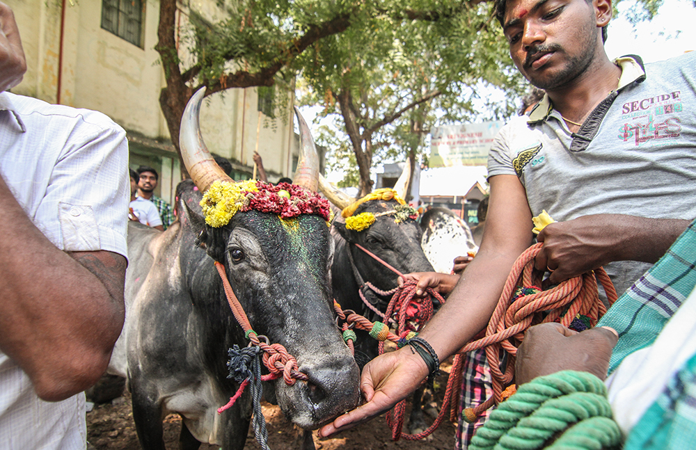 An owner feeds his bull a banana as they wait in scorching sun to take part in the sport. For many owners across Tamil Nadu, taking part in jallikattu at Alanganallur and Palmedu is a matter of prestige.