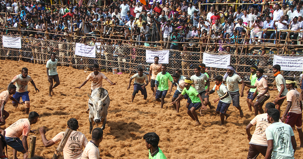 A bull is surrounded by waiting players. For the players, it is ideal when a bull doesn’t ride past them immediately but instead stays in the arena for a while. This is the time when they can catch it from behind. After a game is decided, the owner of the bull must take it away from the ground.