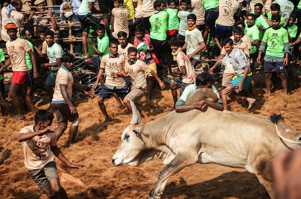 A player leaps out of the way the approaching bull as another tries to hold onto the hump. Around 100 to 150 players are allowed into the playing arena at a time.