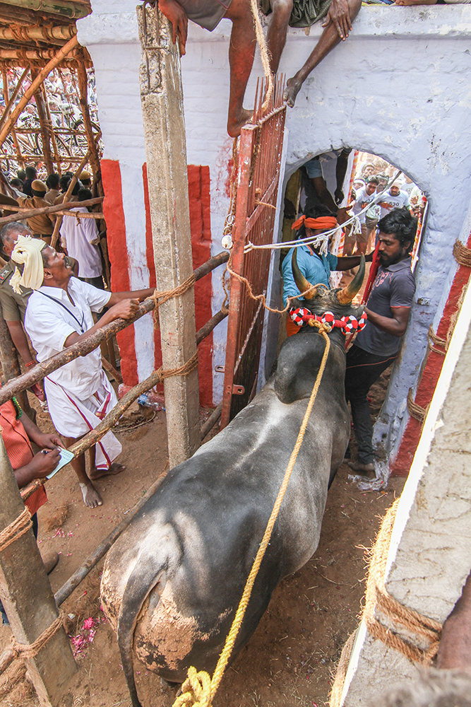 A bull crosses the Vadi Vasal (the gateway to the arena) as the tamers wait on the other side. Around 1,000 bulls participated each at Alanganallur and Palmedu.