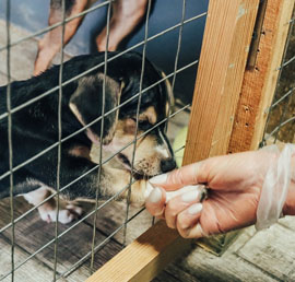 В ходе акции «Лучший друг» в
приюты для животных передали 5,5 тонны
кормов и медикаментов
