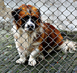 Приюту для животных Белоярского
района ХМАО помогут решить бытовые
проблемы