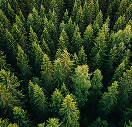 «Единая Россия» в концеоктября проведет экологический форум,посвященный проблемам леса