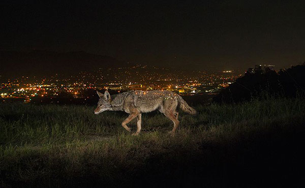 A remote camera captures a coyote prowling at night in California