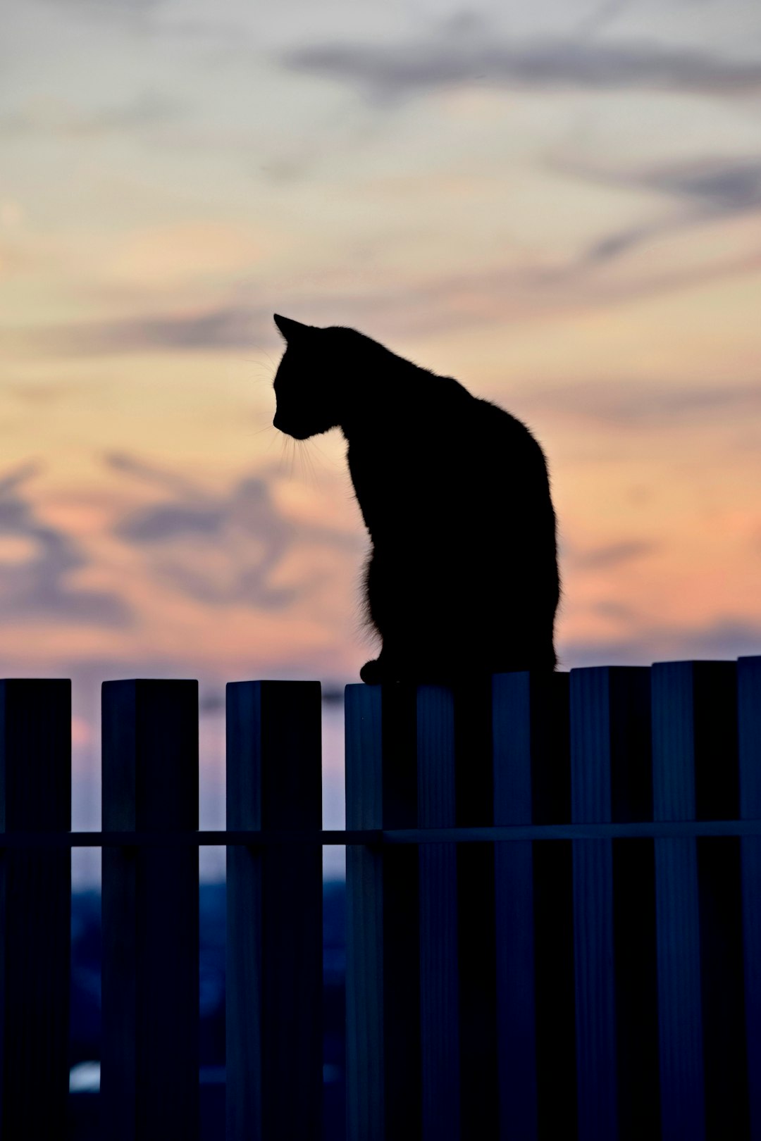силуэт кошки на деревянном заборе