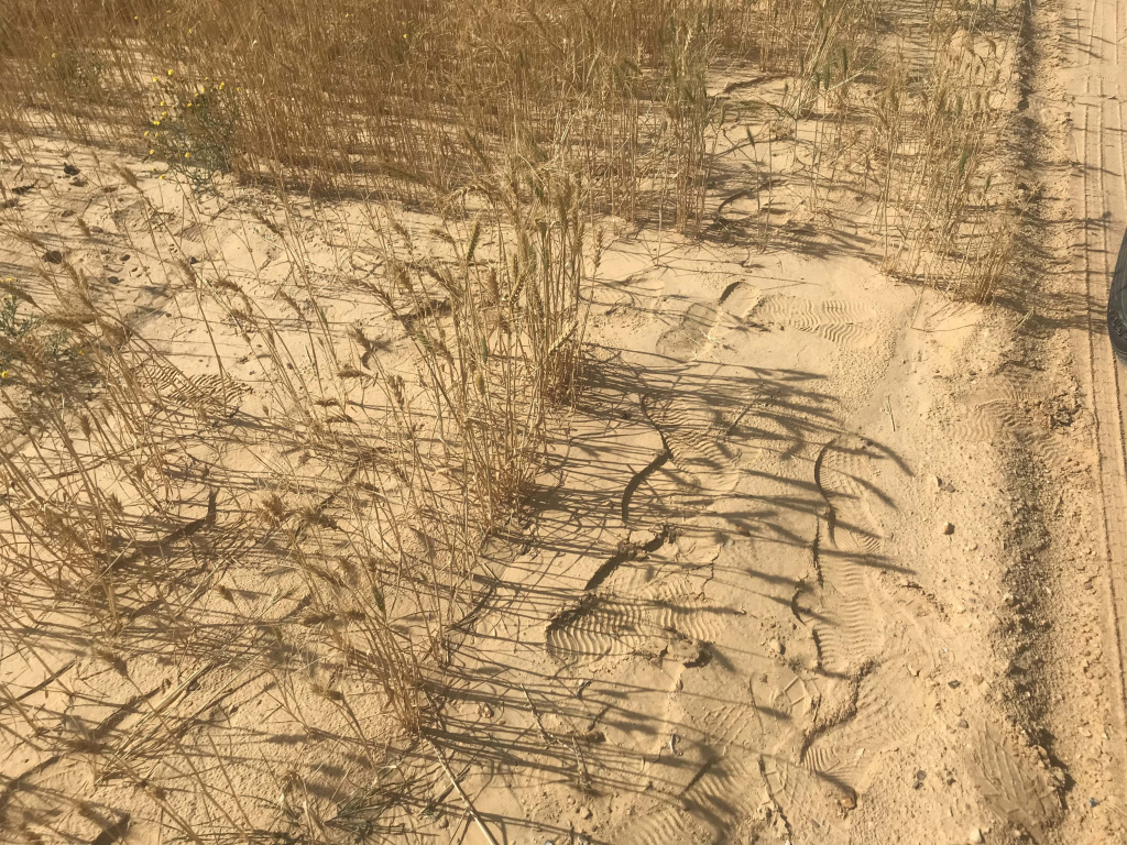 Хлебные поля на песчаных землях Египта