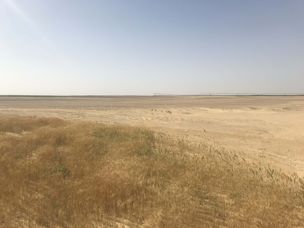 Египет хлебные поля на песчаном грунте