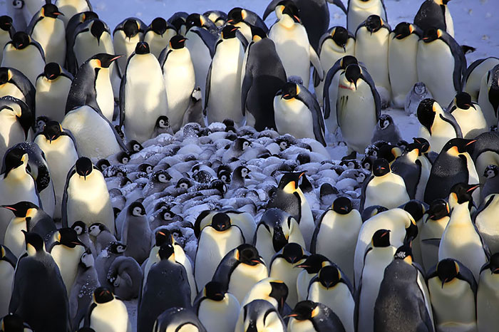 Для того чтобы согреть своих детенышей, взрослые пингвины образовывают вокруг них плотное кольцо.