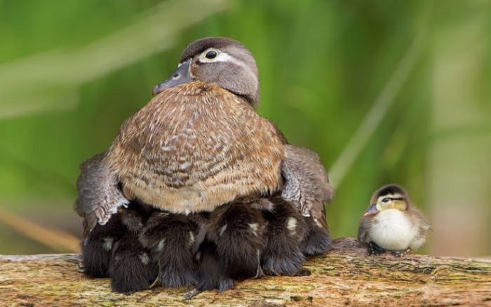 Под крыльями заботливой мамы-утки.