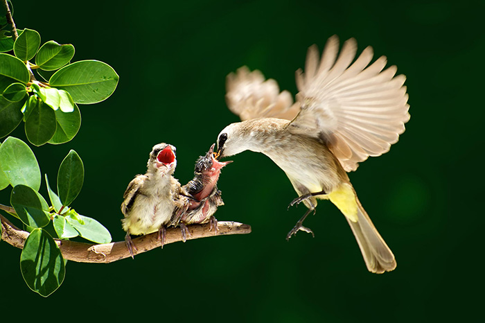 Повседневная жизнь птиц у которых есть птенцы.