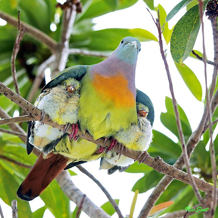 Два птенчика под крыльями матери.