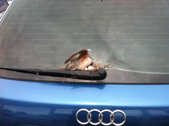 Мужчина оставил свой автомобиль на парковке на 6 дней, а когда вернулся, обнаружил на нём птичье гнездо.